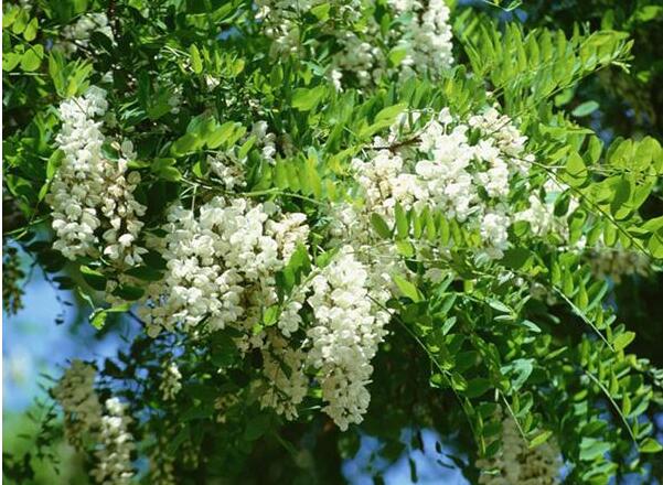 國槐花