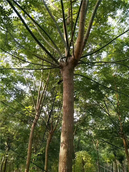 老式國槐