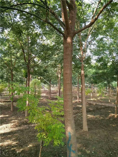 老式國槐