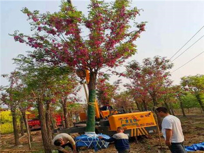 紅花刺槐