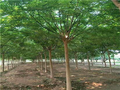 國槐