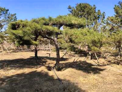 造型松