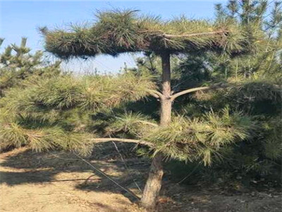 景觀樹