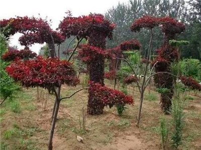 造型紅葉李
