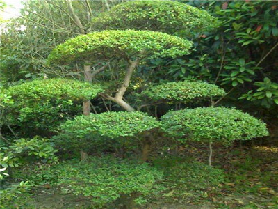造型小葉女貞
