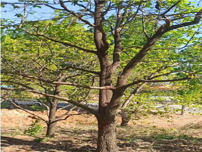 柿子樹