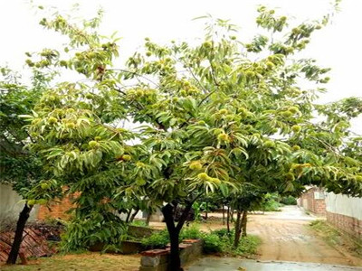 板栗樹