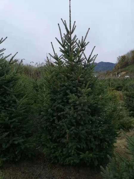 青遷云杉