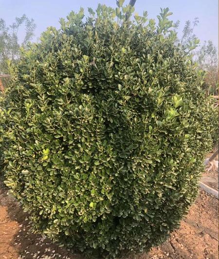 大葉黃楊球