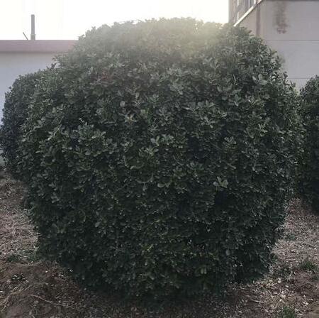 大葉黃楊球