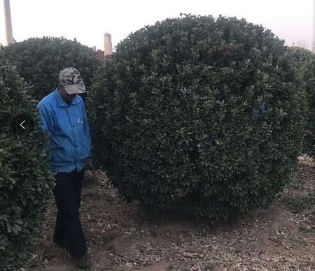 大葉黃楊球