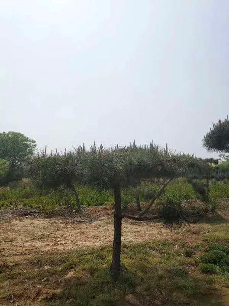 造型油松