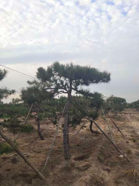 造型油松