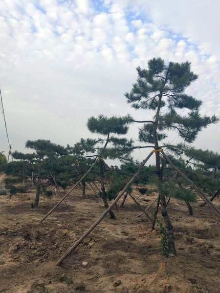 造型油松