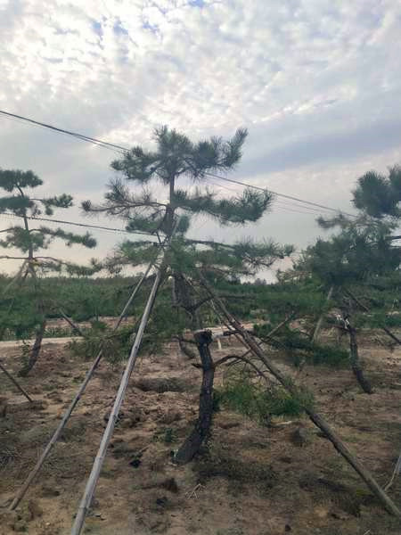 造型油松