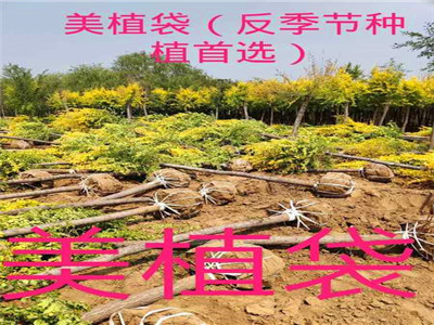 美植袋金葉槐