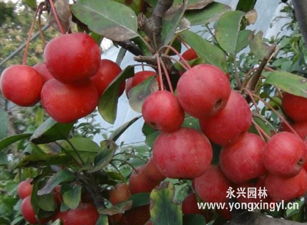 冬紅果海棠 冬紅果海棠