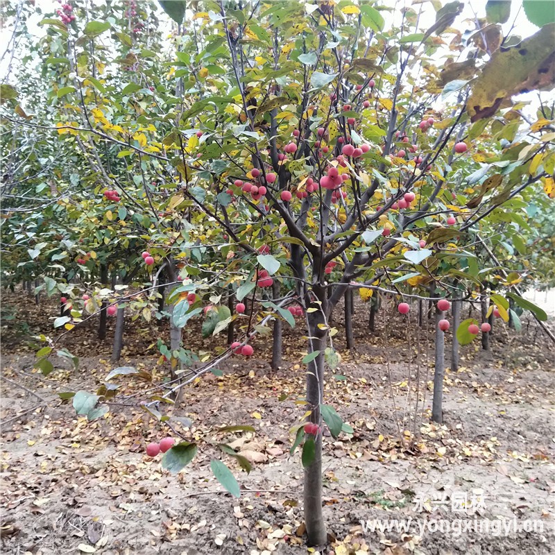 冬紅果海棠 冬紅果海棠