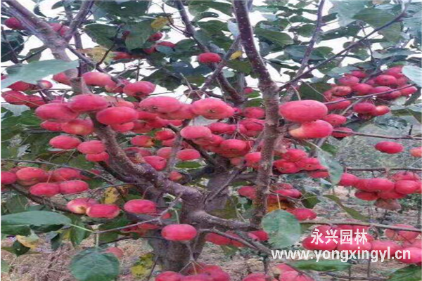 紅玉海棠