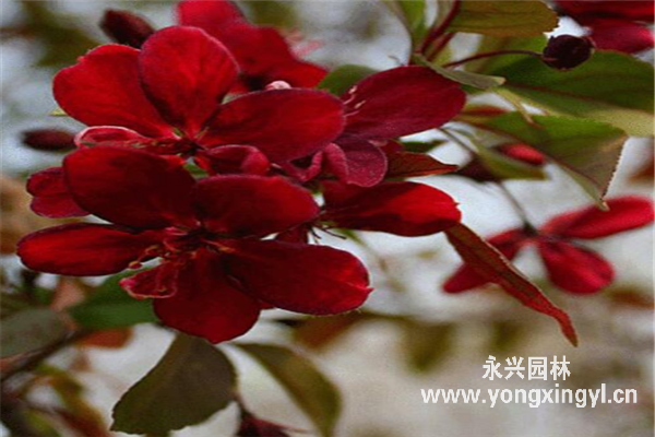 紅玉海棠