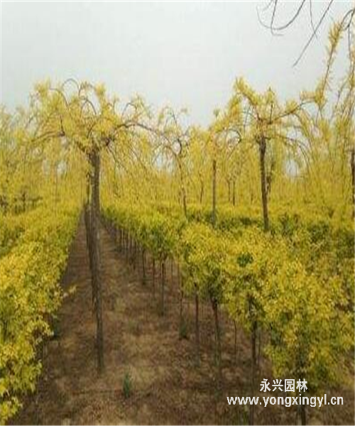 金枝垂槐