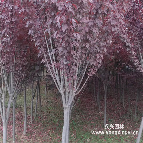 紫葉李