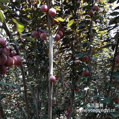 紫葉李