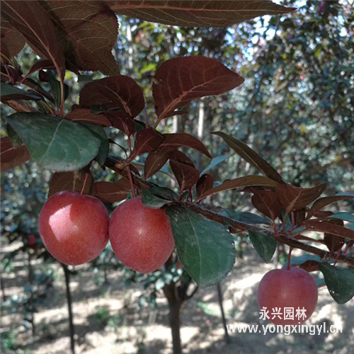 紫葉李