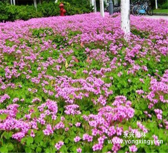 金山繡線菊
