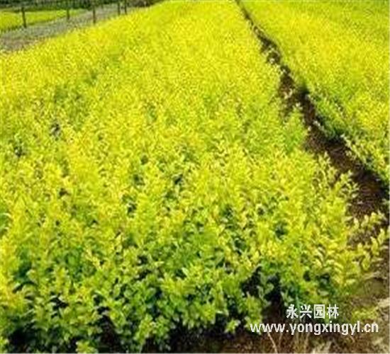 金山繡線菊