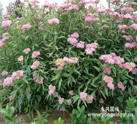 金山繡線菊