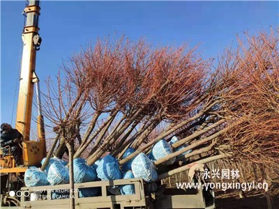 紅珊瑚樹