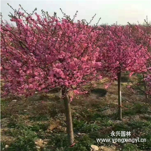 紅葉榆葉梅