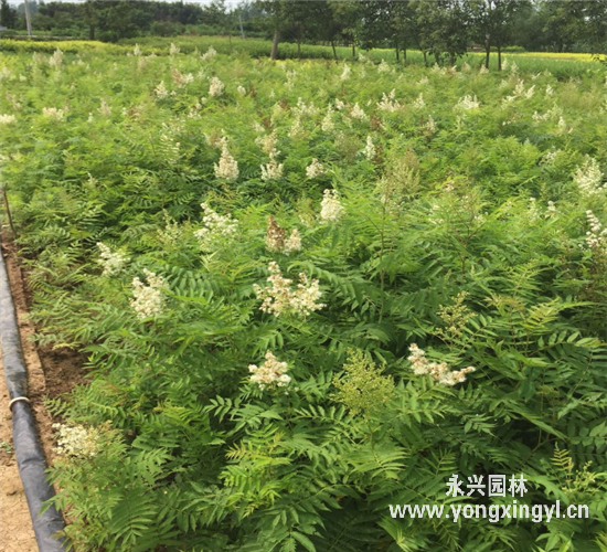 珍珠梅迎春