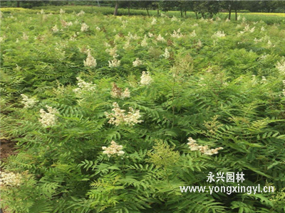 珍珠梅迎春