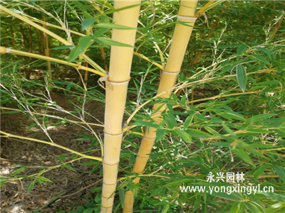 金鑲玉竹子