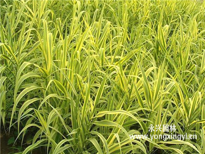 變葉蘆竹