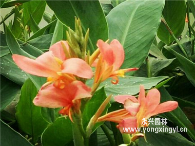 粉美人蕉