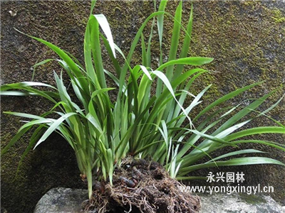野菖蒲
