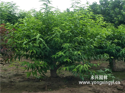 綠葉桃