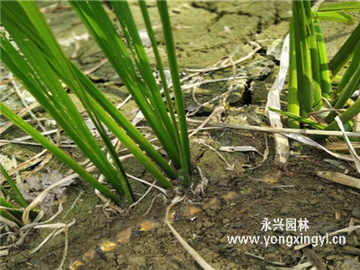 泥菖蒲