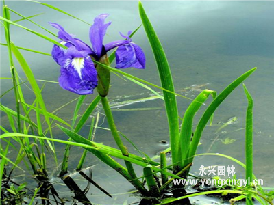 溪蓀