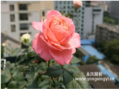 火烈鳥月季