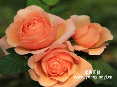 荷蘭女士月季