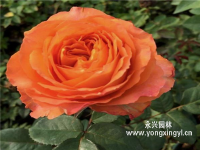 金牛月季