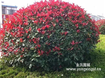 紅葉石楠球