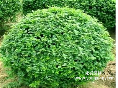 水蠟球