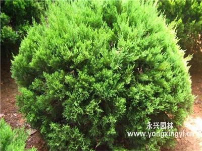 龍柏球