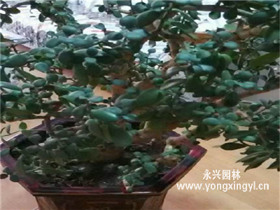 八寶樹