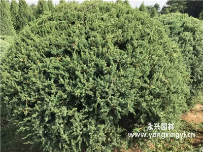 塔檜球